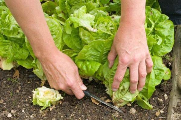 پاورپوینت کاشت داشت برداشت کاهو